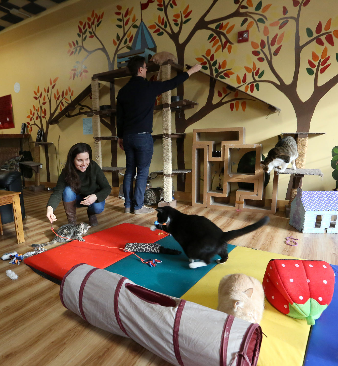 CAT CAFE MAD